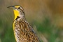 This is our State Bird the Western Meadowlark
