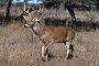 This is our State mammal the White-tailed Deer