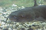 This is our State Fish the Channel Catfish (ugly dude!)