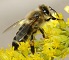 This is our State Insect the Western Honey Bee