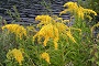This is our State flower - Goldenrod (achoo!!)